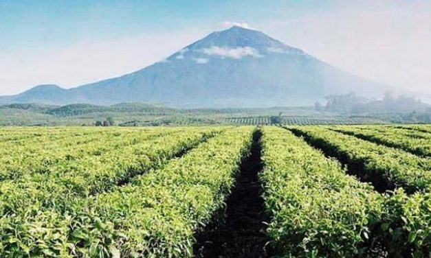 Kebun Teh Ini Menghasilkan Minuman Yang Bermanfaat