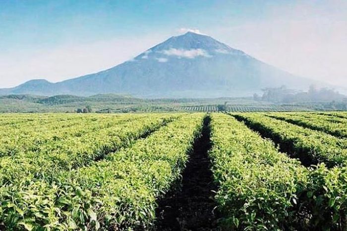 Kebun Teh Ini Menghasilkan Minuman Yang Bermanfaat