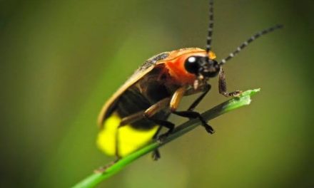 Hewan Unik Berlampu Kunang Kunang Jarang Terlihat