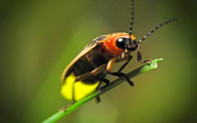 Hewan Unik Berlampu Kunang Kunang Jarang Terlihat