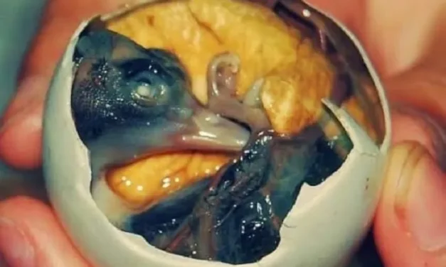 Makanan Tradisional Filipina Telur Dengan Isian Embrio