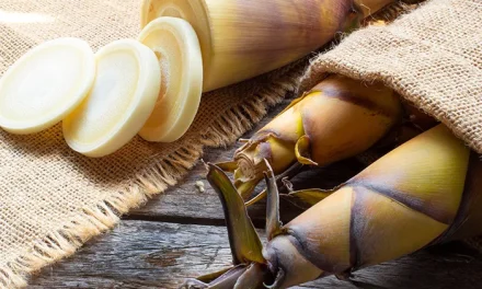 Tumbuhan Tunas Muda Bagian Bambu Adalah Rebung
