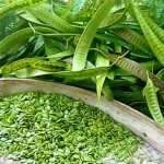 Tumbuhan Polong Pete Yang Kurang Di Sukai Orang