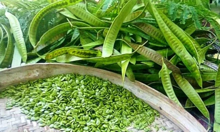 Tumbuhan Polong Pete Yang Kurang Di Sukai Orang