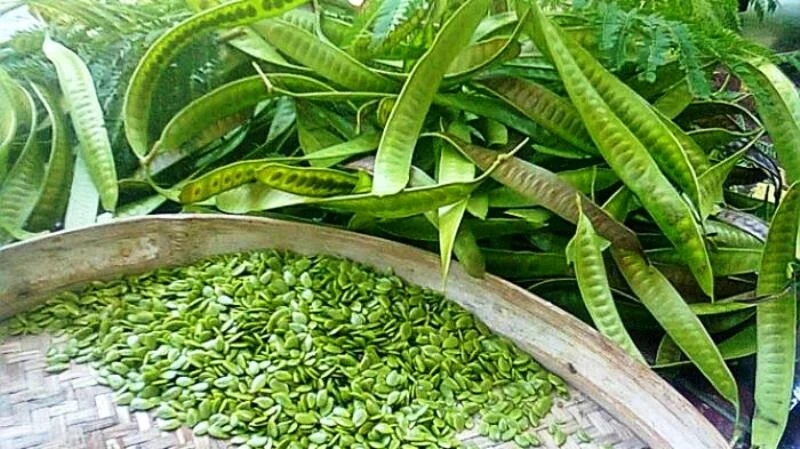 Tumbuhan Polong Pete Yang Kurang Di Sukai Orang