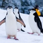 Hewan Lucu Penguin Yang Hidup Di Antartika