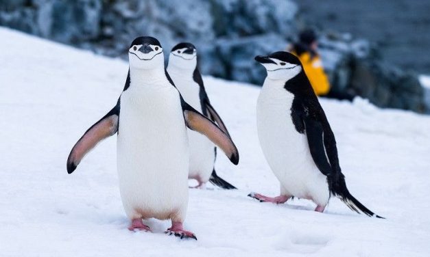 Hewan Lucu Penguin Yang Hidup Di Antartika