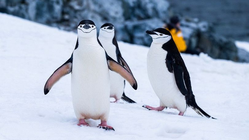 Hewan Lucu Penguin Yang Hidup Di Antartika