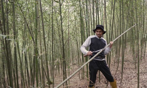 Tumbuhan Panjang Bambu Dengan Berbagai Pengolahan