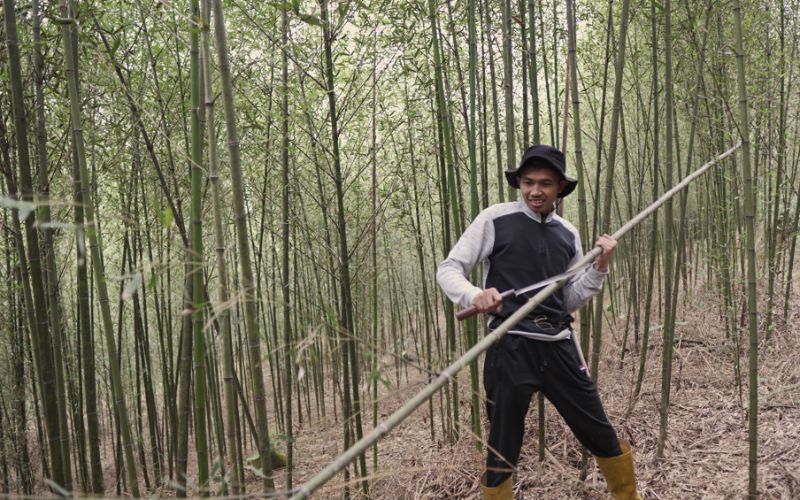 Tumbuhan Panjang Bambu Dengan Berbagai Pengolahan
