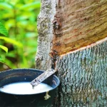 Cairan Putih Getah Seperti Susu Dari Pohon Karet