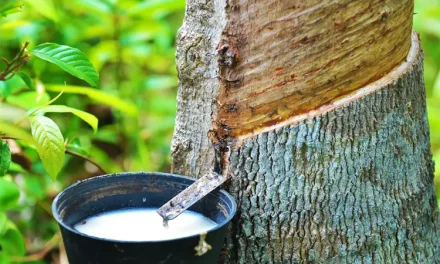 Cairan Putih Getah Seperti Susu Dari Pohon Karet