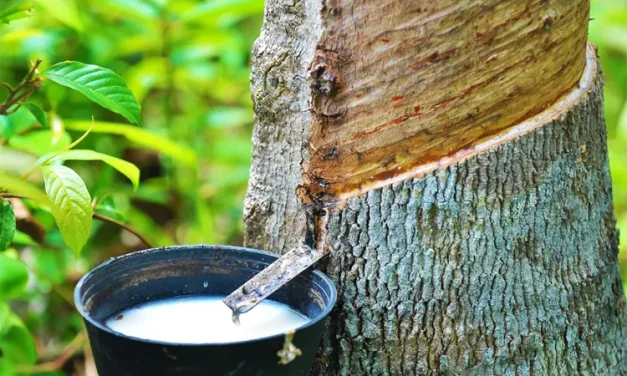 Cairan Putih Getah Seperti Susu Dari Pohon Karet