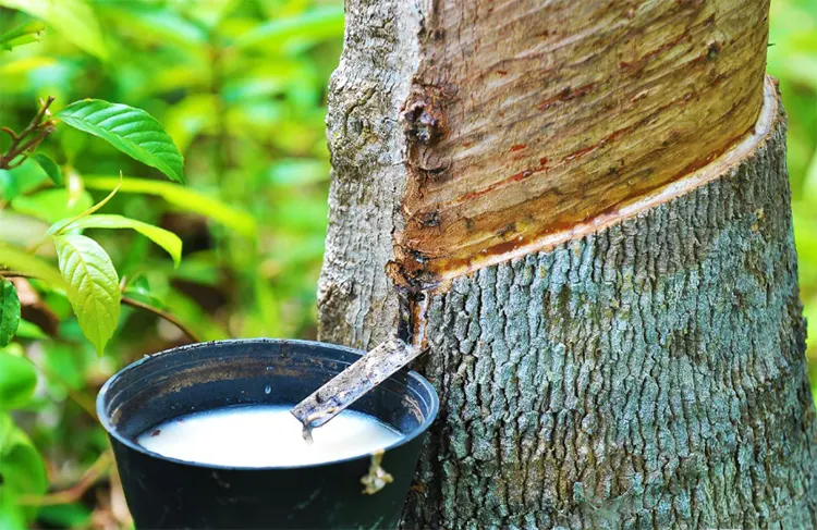Cairan Putih Getah Seperti Susu Dari Pohon Karet