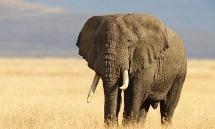 Anggota Tubuh Dari Sebuah Gajah Yaitu Gading