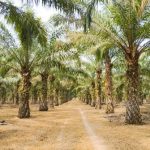 Sebuah Tanaman Sawit Untuk Banyak Kebutuhan