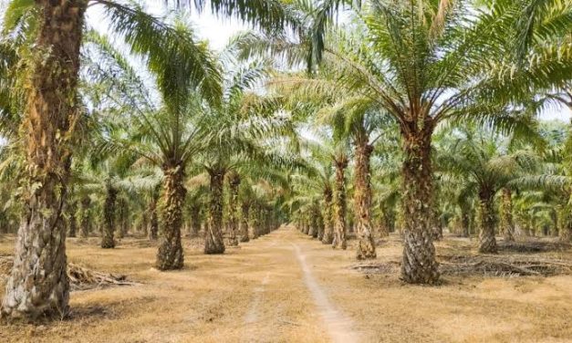 Sebuah Tanaman Sawit Untuk Banyak Kebutuhan