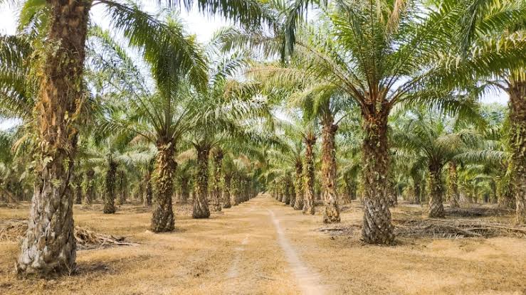 Sebuah Tanaman Sawit Untuk Banyak Kebutuhan